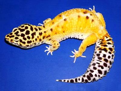 Godzilla Super Giant Leopard Geckos