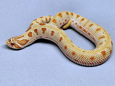 Albino Conda Het Sable Western Hognose Snake