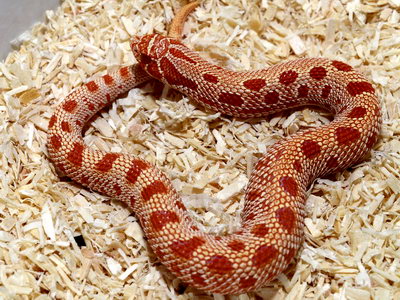 Anaconda Red Albino Western Hognose Snake