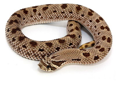 Anaconda Western Hognose Snake
