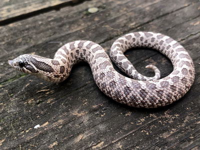 Lavender Western Hognose Snake