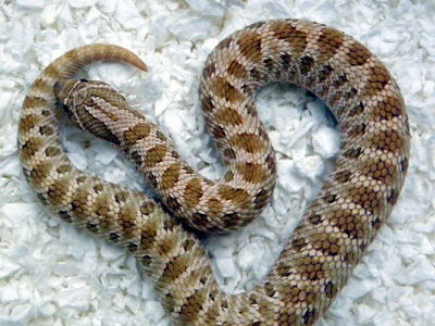 Pistachio Western Hognose Snake