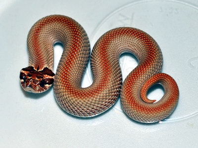 Purple Superconda Western Hognose Snake