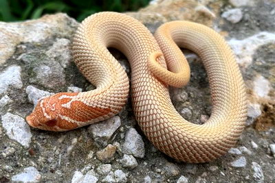Super Anaconda Albino Western Hognose Snake