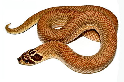 Super Anaconda Red Western Hognose Snake