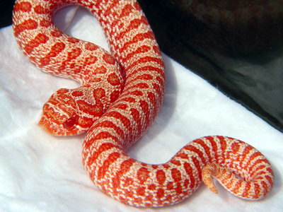 Albino Tiger Western Hognose Snake