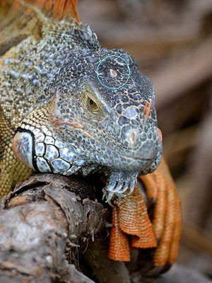 iguana-parietal-third-eye