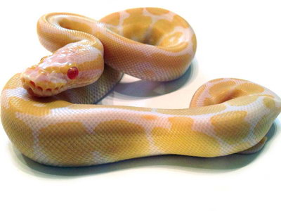 Ball python Albino