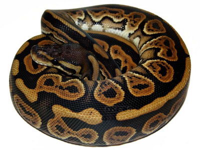 Ball python black pastel