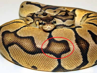 Ball python Blushing pattern