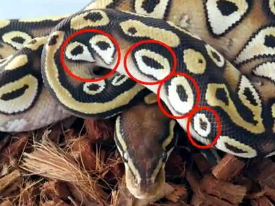 Ball python Cheerios pattern