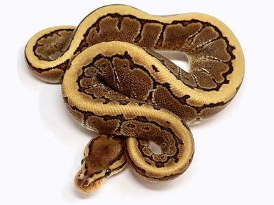 python regius pinstripe