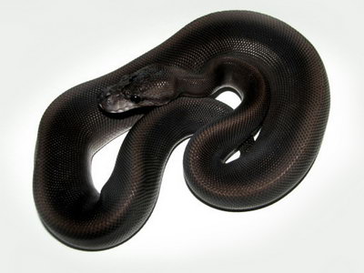 Ball python super black pastel