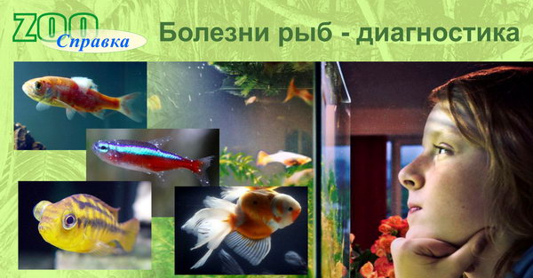 ПОЧЕМУ РЫБКА ПЛАВАЕТ НА БОКУ ИЛИ ВВЕРХ БРЮХОМ » Домашний аквариум