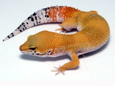 Hypomelanism Leopard Gecko