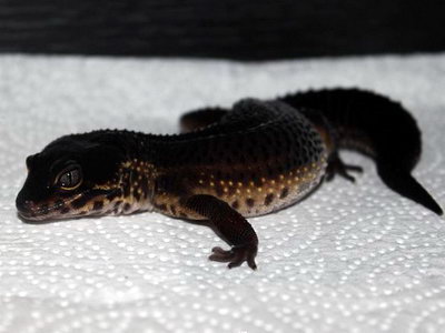 Black Night Leopard Gecko
