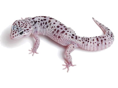 Tug Snow Leopard Gecko