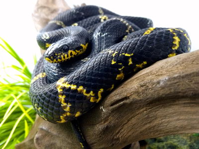 Змеиная активность на Кубани: какие змеи водятся и что делать при их обнаружении
