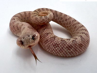 Lavender Skullface Western Hognose Snake