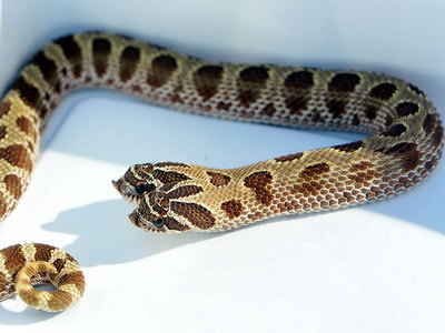 Rare two-headed Western Hognose Snake