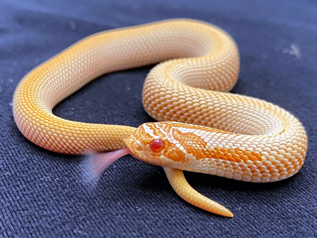 Albino SuperConda Western Hognose Snake