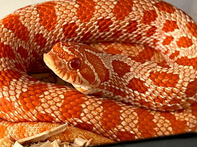 Extreme Red Western Hognose Snake