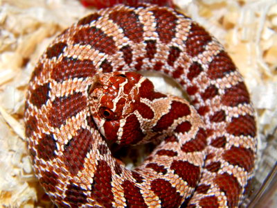 Purple Western Hognose Snake