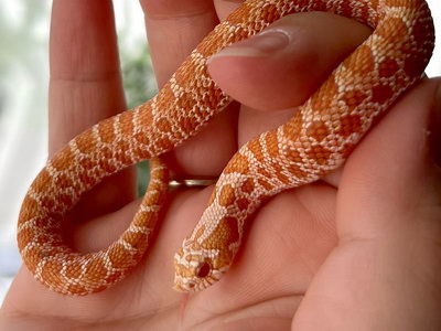 Albino Shadow Western Hognose Snake