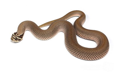 Super Anaconda Western Hognose Snake
