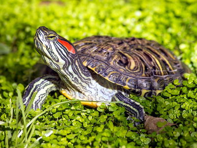 Как домашние черепахи захватили мир